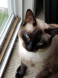 A photo of my oldest cat, Kiki, a siamase.