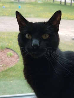 A photo of my middlest cat, Buster, a Bombay.